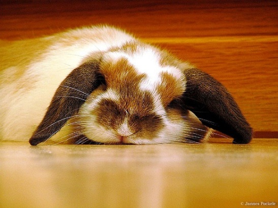 Tired Bunny